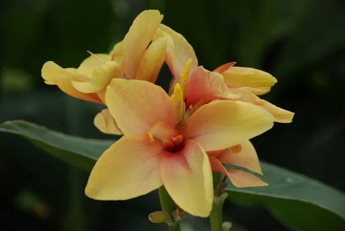 美人蕉，黄色，盛开，花，热带，百合，性质