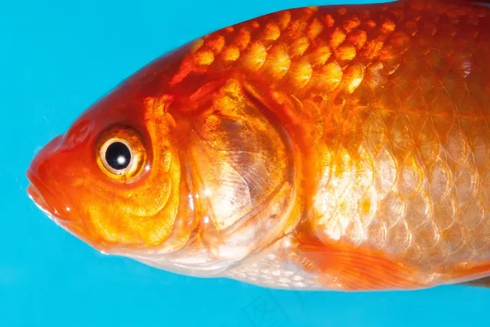 金鱼，淡水鱼，Karpfenfisch，鲤科