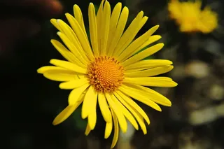 花，开花，关闭，黄色，植物