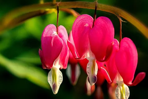 心脏出血，花，天然粉红色，开花，盛开