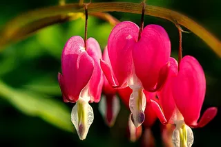 心脏出血，花，天然粉红色，开花，盛开