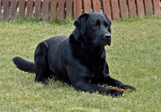 狗，品种，动物