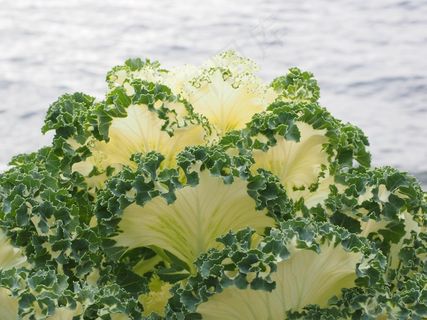 观赏白菜，叶子，细节，皱，克劳斯