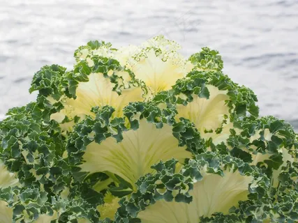 观赏白菜，叶子，细节，皱，克劳斯