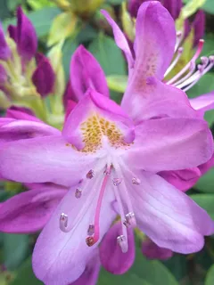 春季,粉红色,花,杜鹃,轻 春季,粉红色,花,杜鹃,轻