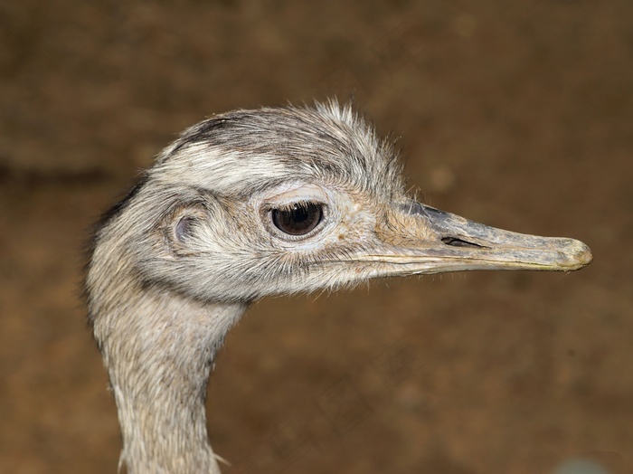 丽亚鸟，不会飞的鸟，肖像，动物肖像