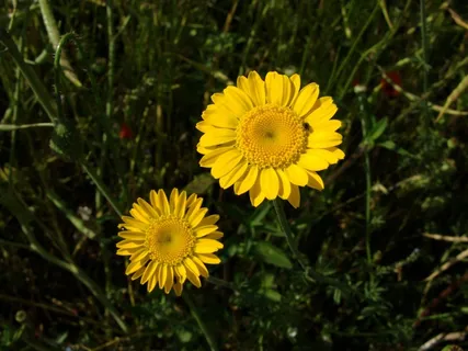 鲜花，盛开，花园，花的，黄色