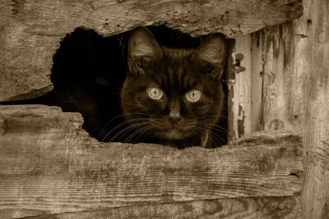 黑猫,风景,宠物,猫的眼睛 黑猫,风景,宠物,猫的眼睛