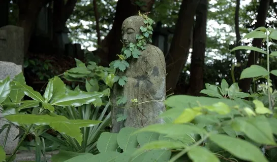 地球的子宫正在长出叶子