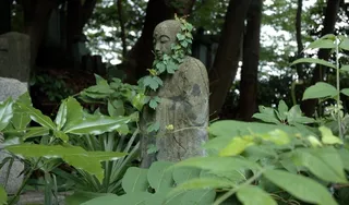 地球的子宫正在长出叶子