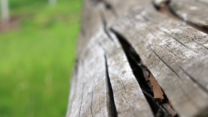 木，公园，宏，详细信息，布朗，植物学，绿色