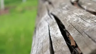 木，公园，宏，详细信息，布朗，植物学，绿色