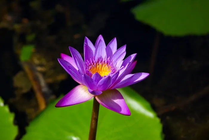 百合，花，粉红色，池塘，塞舌尔，植物园