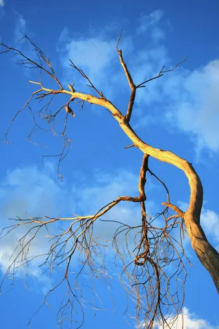 树，老，死，干，太阳，鸟，天空，蓝色