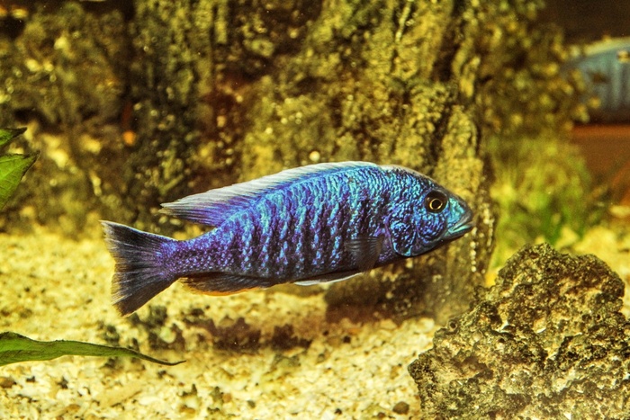 水族馆，玩具，鱼，淡水鱼，鲈鱼