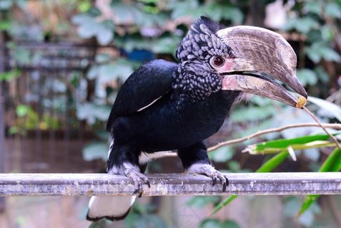 犀鸟，鸟，牛角比尔，条例草案，弯曲，大，Casque