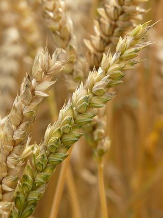 穗，小麦，谷物，粮食，原野，麦田