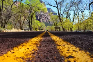 生活，美女，场景，道路，沙漠，动物区系，植物群