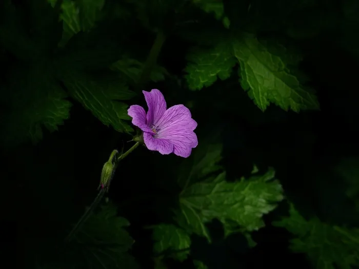 花，开花，盛开，在阴影中，阴暗，孤独