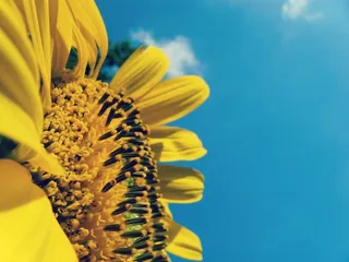 向日葵，黄色，夏天，植物，花瓣，植物群，金