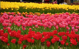 郁金香，鲜花，红色的花，黄色的花，粉红色的花