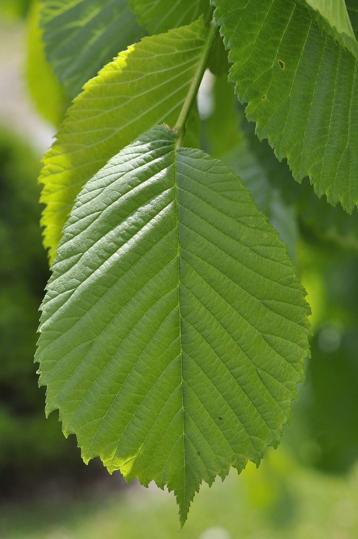 榆树，叶子，绿色，挂榆树，树叶，性质，植物