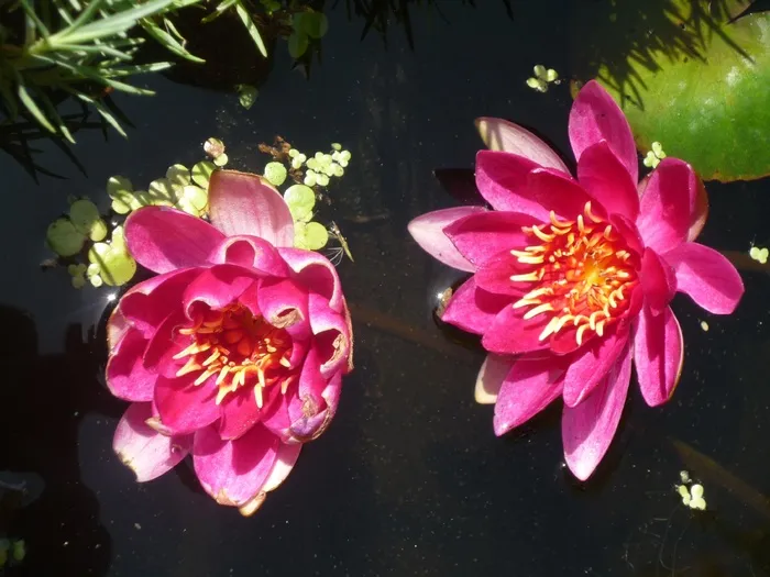 莲花，百合，睡莲，花，水，莲花