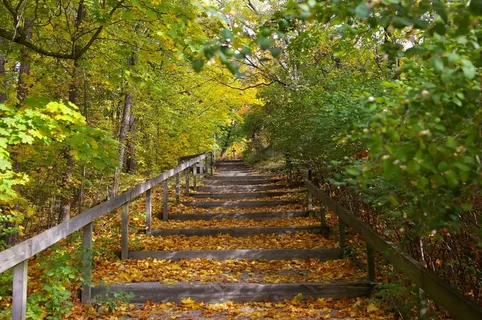 楼梯，自然，秋季，森林