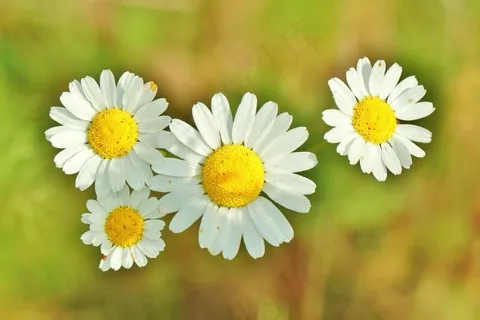 洋甘菊,药材,洋甘菊花 洋甘菊,药材,洋甘菊花