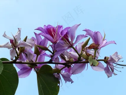 鲜花,粉红色,树,紫荆花,紫荆花,兰花 鲜花,粉红色,树,紫荆花,紫荆花,兰花