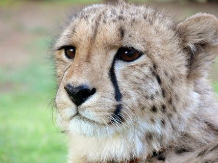 猎豹，斑点，斑点，斑点，眼泪，泪痕，野生