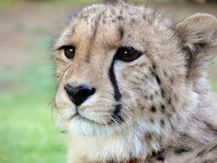 猎豹，斑点，斑点，斑点，眼泪，泪痕，野生