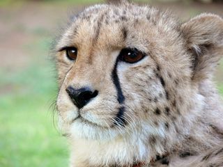 猎豹，斑点，斑点，斑点，眼泪，泪痕，野生