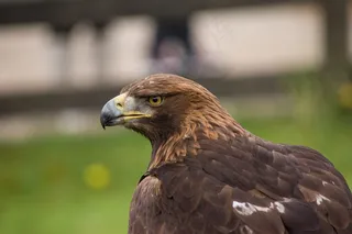 鹰，Ave，动物，鸟，高峰，羽毛，性质，头