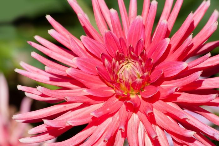 大丽花，大丽花，地热，植物，复合材料，粉红色