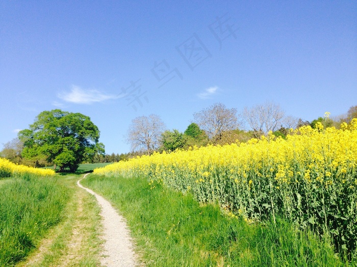 油菜田，油菜，车道，场，树