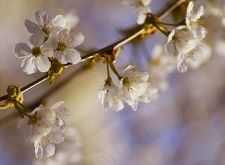 开花，盛开，粉红色，宏，花园，鲜花，植物