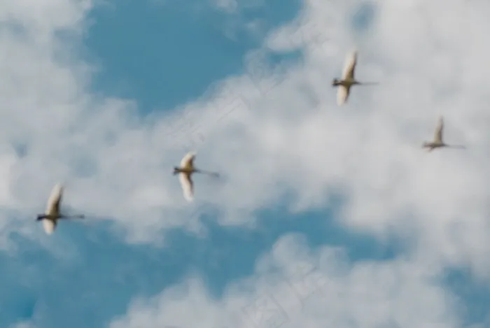 飞机,燕尾鸢,海鸥,白尾鸢,鸢,天空中的天鹅