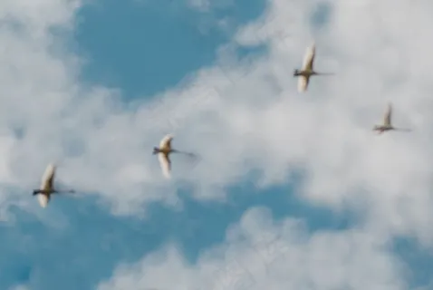 飞机,燕尾鸢,海鸥,白尾鸢,鸢,天空中的天鹅