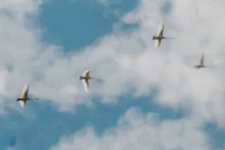 飞机,燕尾鸢,海鸥,白尾鸢,鸢,天空中的天鹅