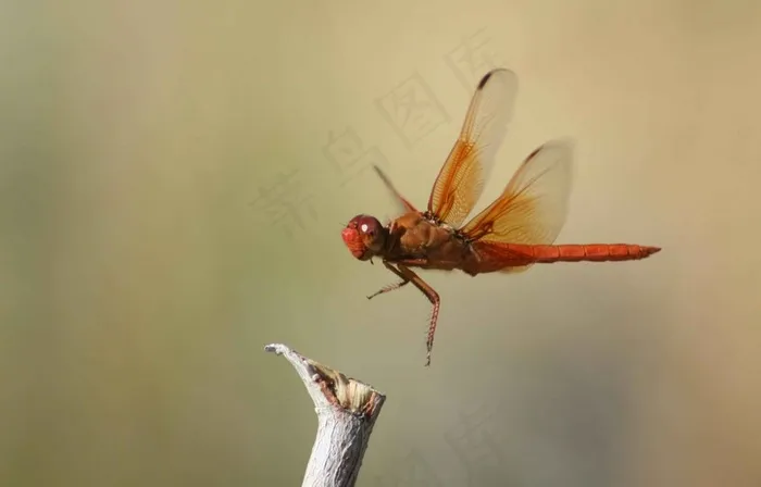 蜻蜓，火焰分离器，昆虫，虫子