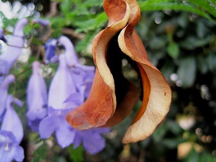 蓝花car种子，开裂，棕色，传播种子