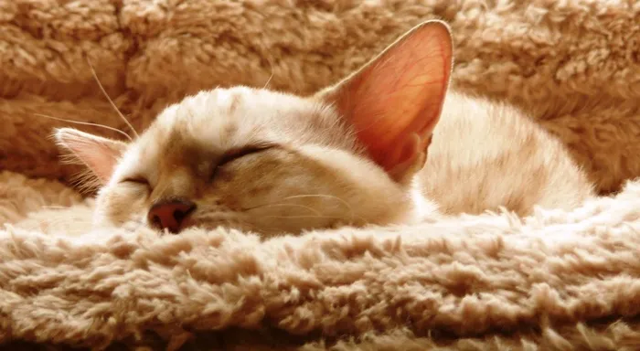 猫，小猫，孟加拉，雪斑，睡眠，动物