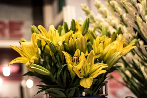 黄百合,花,黄色 黄百合,花,黄色