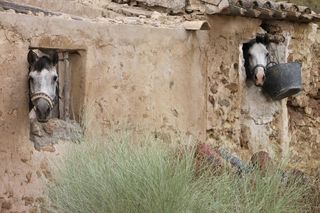 马，展望，骑，心情，动物