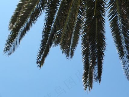 詹姆斯，天空，蓝色，绿色，棕榈，植物，分支机构，阴影