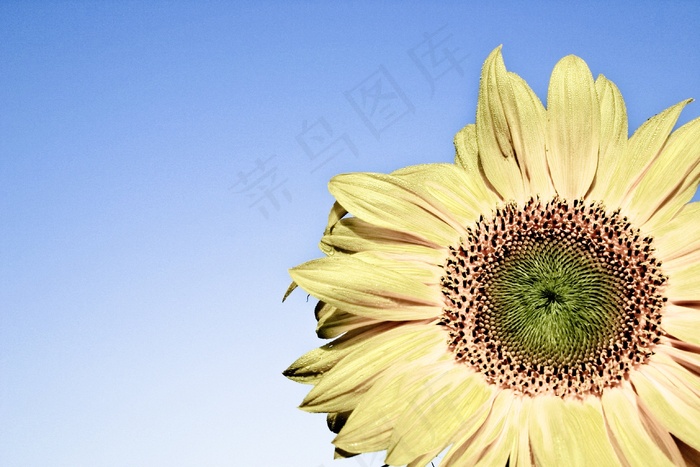 太阳花，黄色，开花，厂，性质