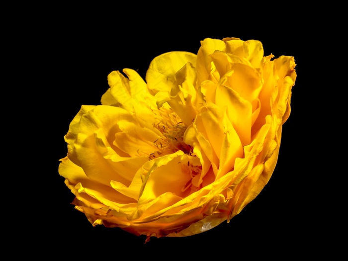 开花，花，开花，黄色