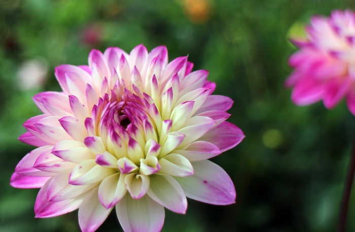 大丽花，大丽花，地热，植物，复合材料