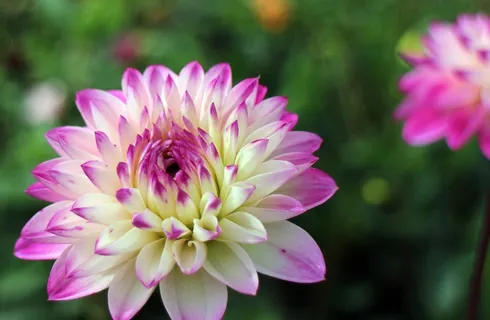 大丽花,大丽花,地热,植物,复合材料 大丽花,大丽花,地热,植物,复合材料